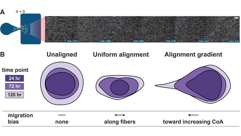 a model showing collagen fiber alignment gradients and how they migrate over time.
