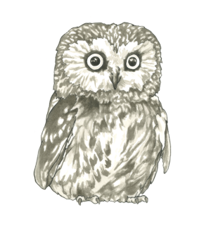 A print with an illustration of a baby owl.