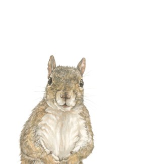 a realistic hand drawn illustration, three-quarter view of a squirrel standing upright.