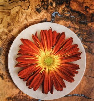 a photo of a perfect Gerber daisy bloom placed on a white plate.