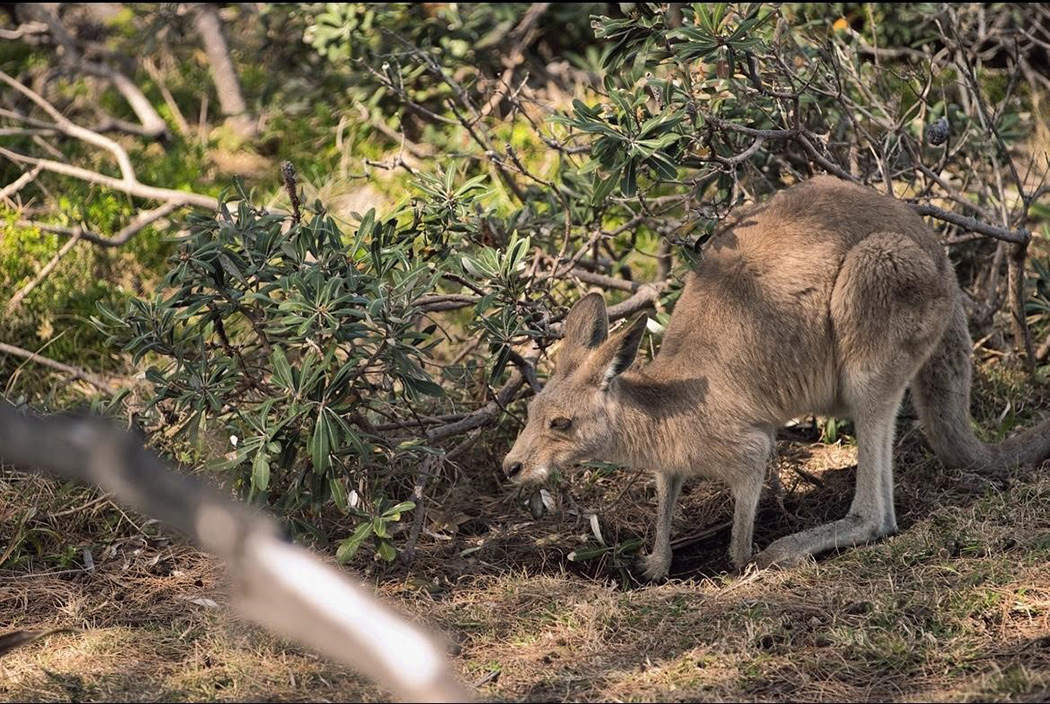 Kangaroo