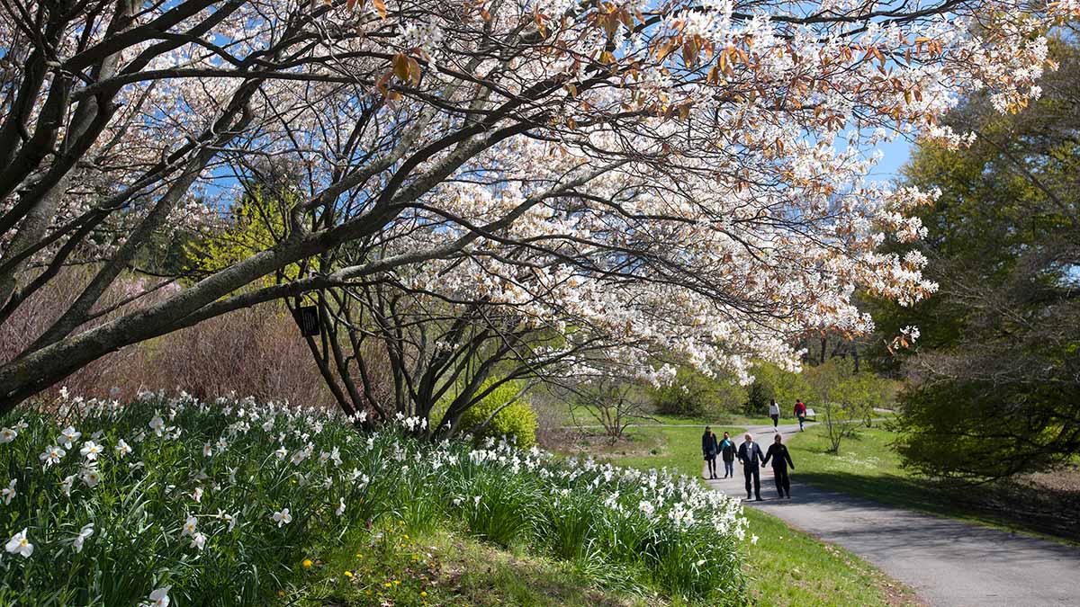 A scenic path lined with blooming trees and flowers with people walking along the trail.