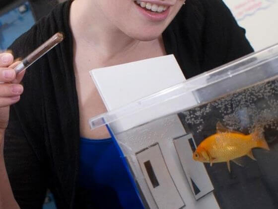 A closeup of a person observing a goldfish.