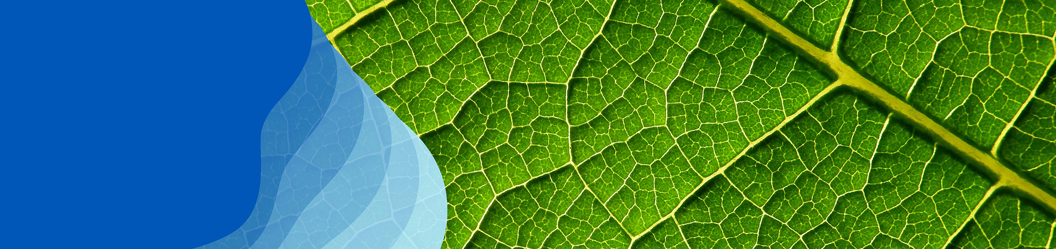 a green leaf and its veins with solid blob of blue color to the left side