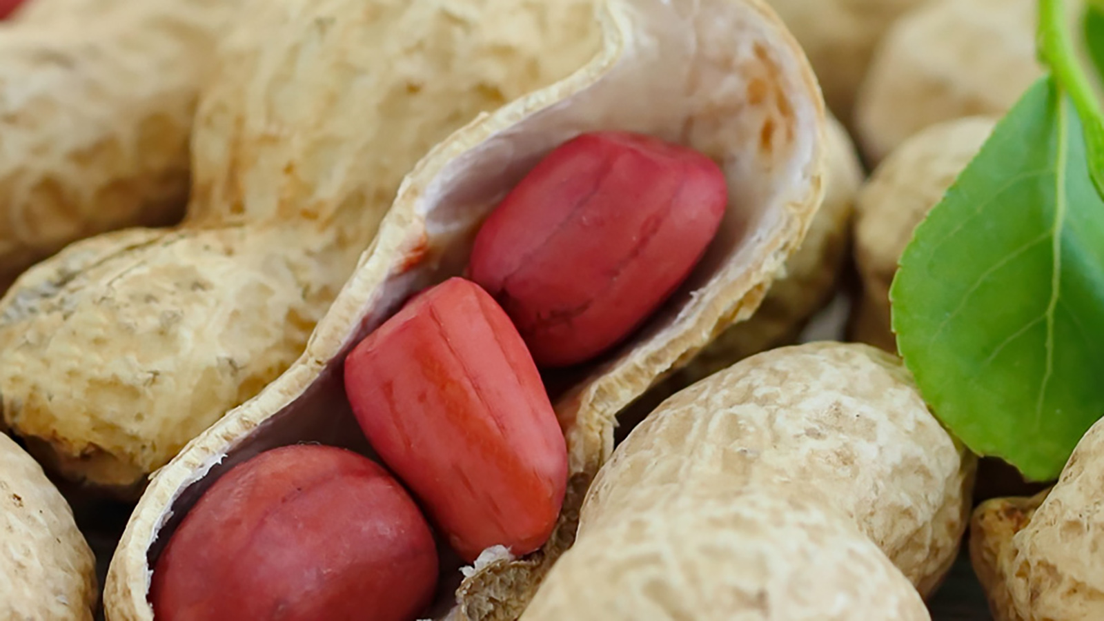 A close up of several peanuts, one of which is cracked open, and a green leaf.