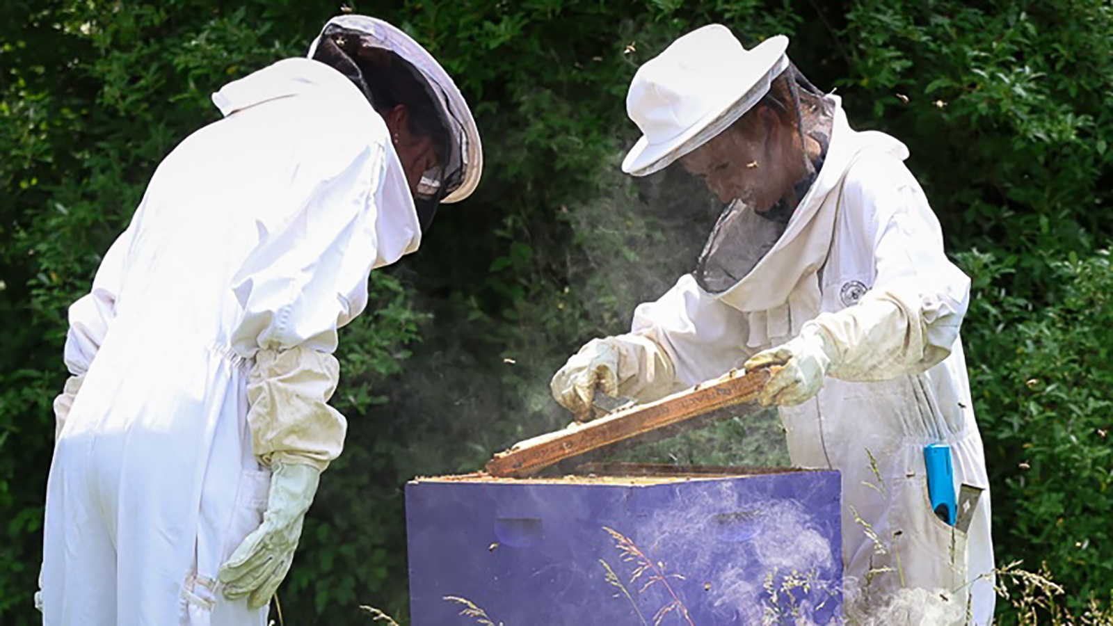 bee hives