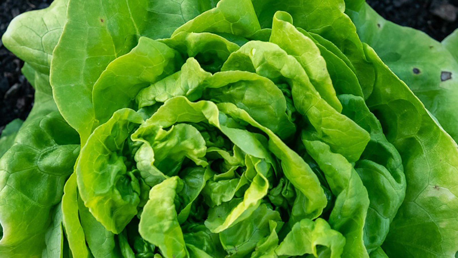 A close-up of a vibrant green lettuce with ruffled leaves growing in soil. The lettuce appears fresh and healthy.