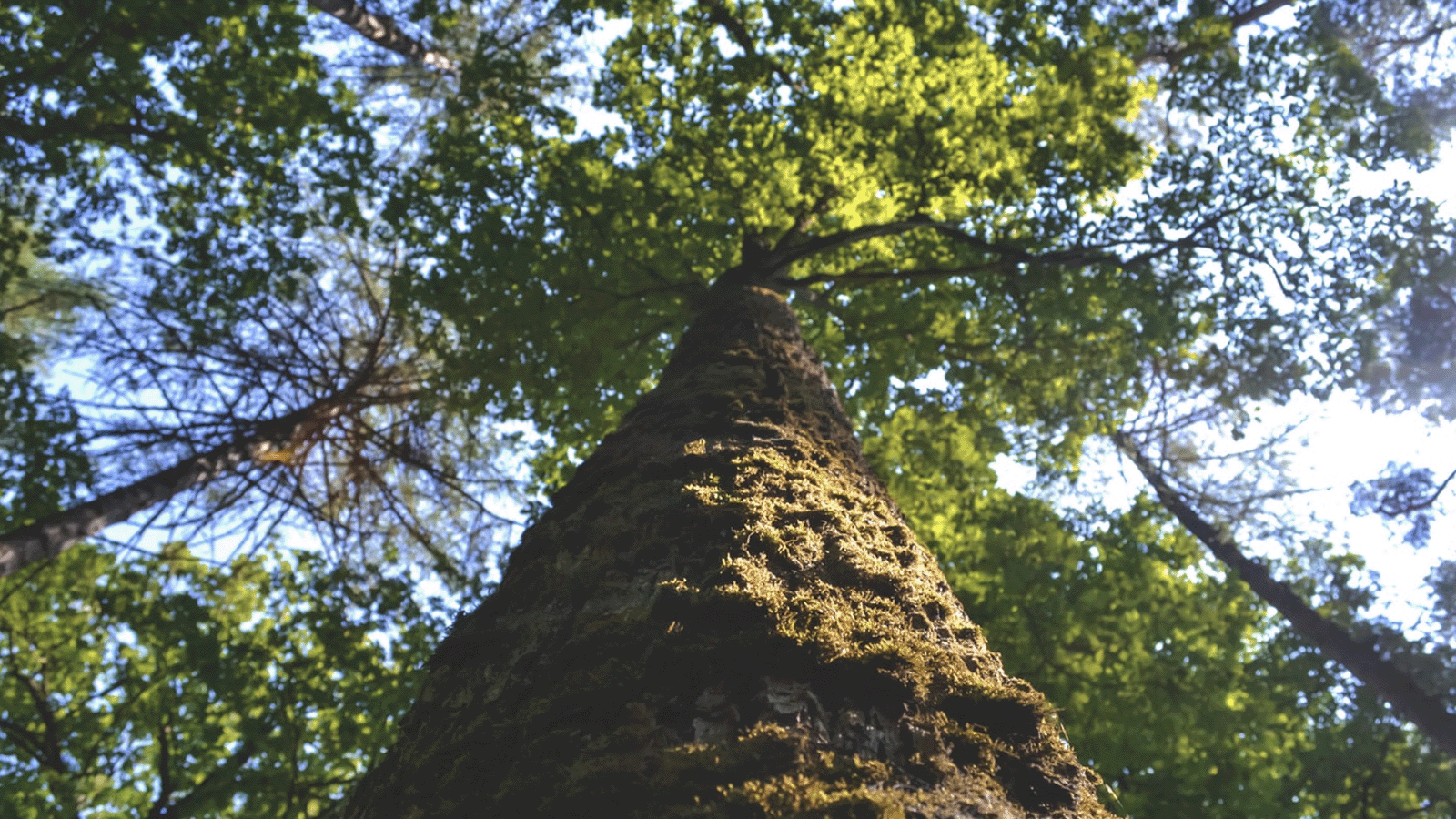 A view from the base of a tree trunk looking upwards towards the canopy, with textured bark and moss, illuminated by sunlight filtering through green leaves against a clear blue sky.