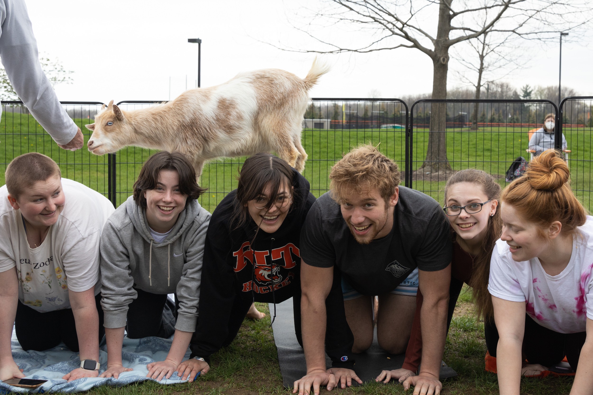 Students on hands and knees beaming with happiness as a small goat crawls across their backs