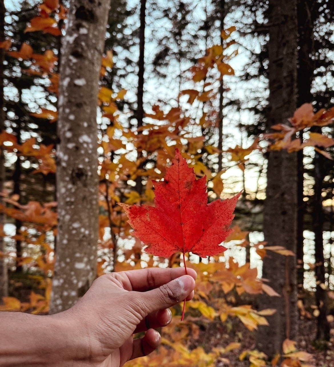 A hand holding a vibrant red maple leaf against a backdrop of autumnal forest foliage.