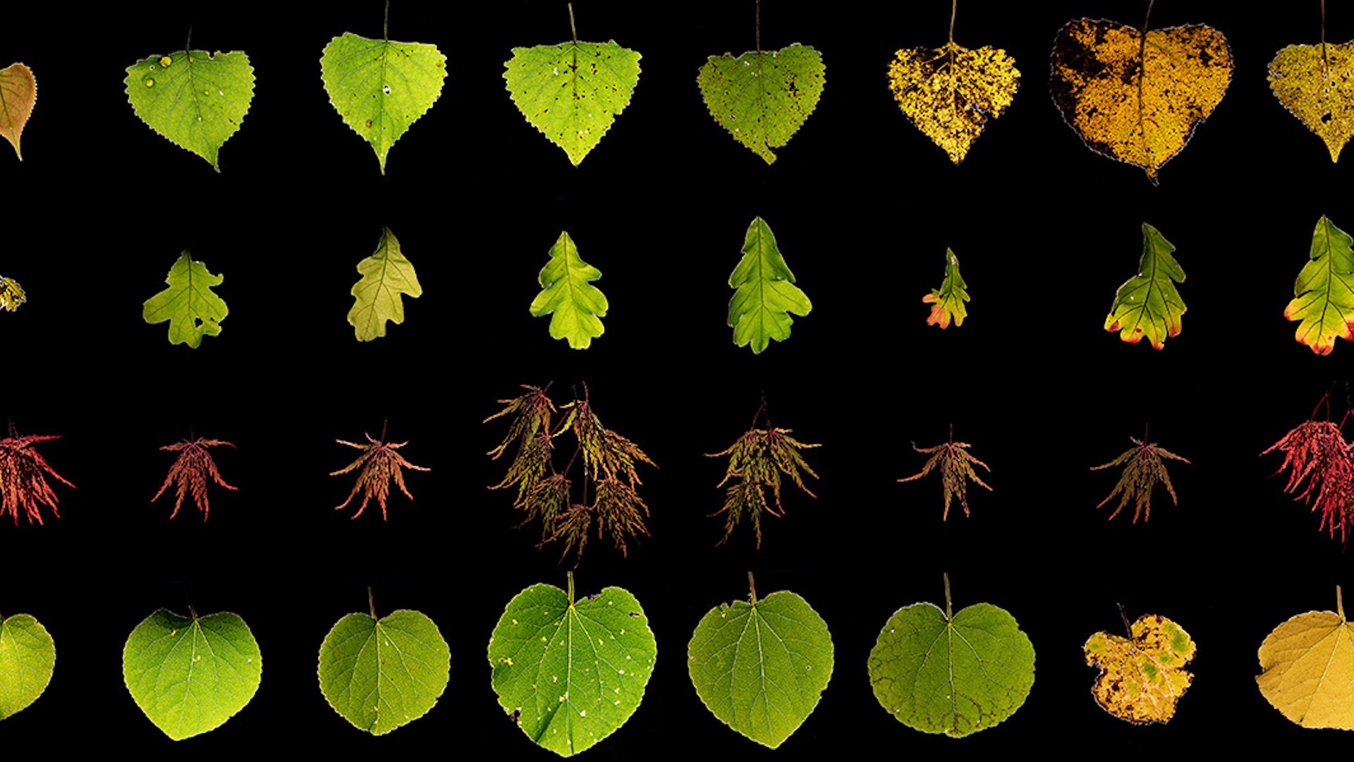 a grid of green, red, and yellow leaves on a black background