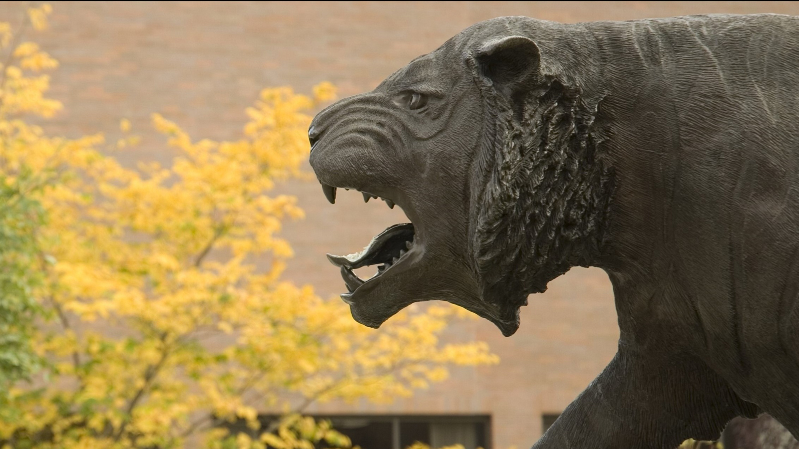 A bronze statue of a roaring tiger with detailed fur texture, set against a background of yellow foliage and a section of a building’s exterior wall