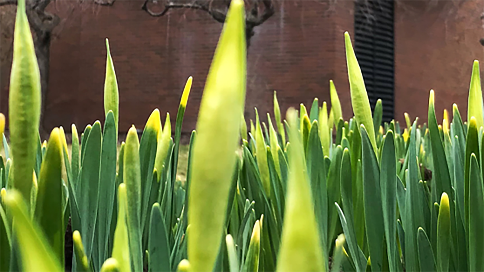 Building with budding flowers