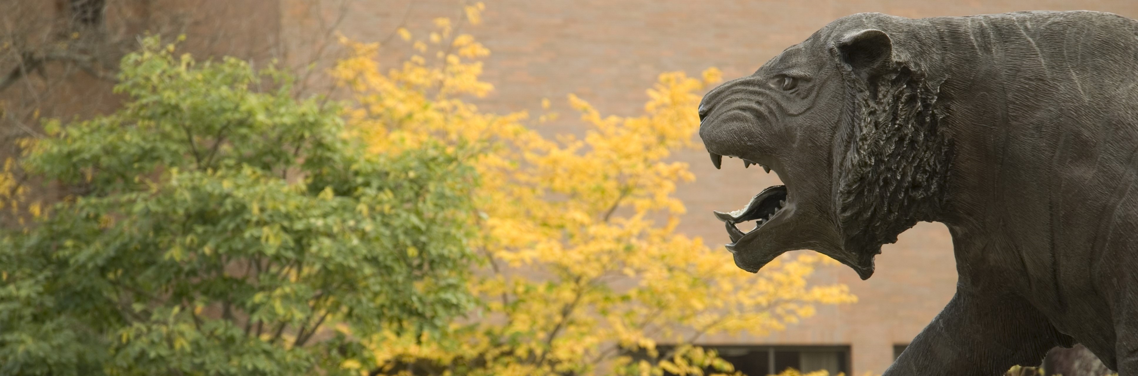 A bronze statue of a roaring tiger with detailed fur texture, set against a background of yellow foliage and a section of a building’s exterior wall