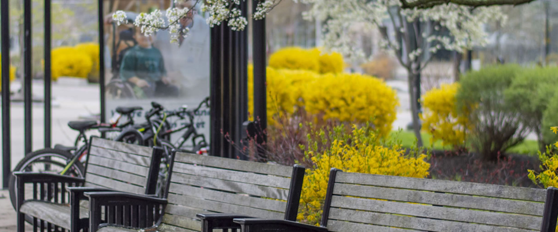 A vibrant outdoor scene with a focus on black benches in the foreground, yellow flowering bushes in the middle ground, and blurred white blossoming trees in the background, alongside a bicycle rack and a person sitting inside a bus stop shelter.