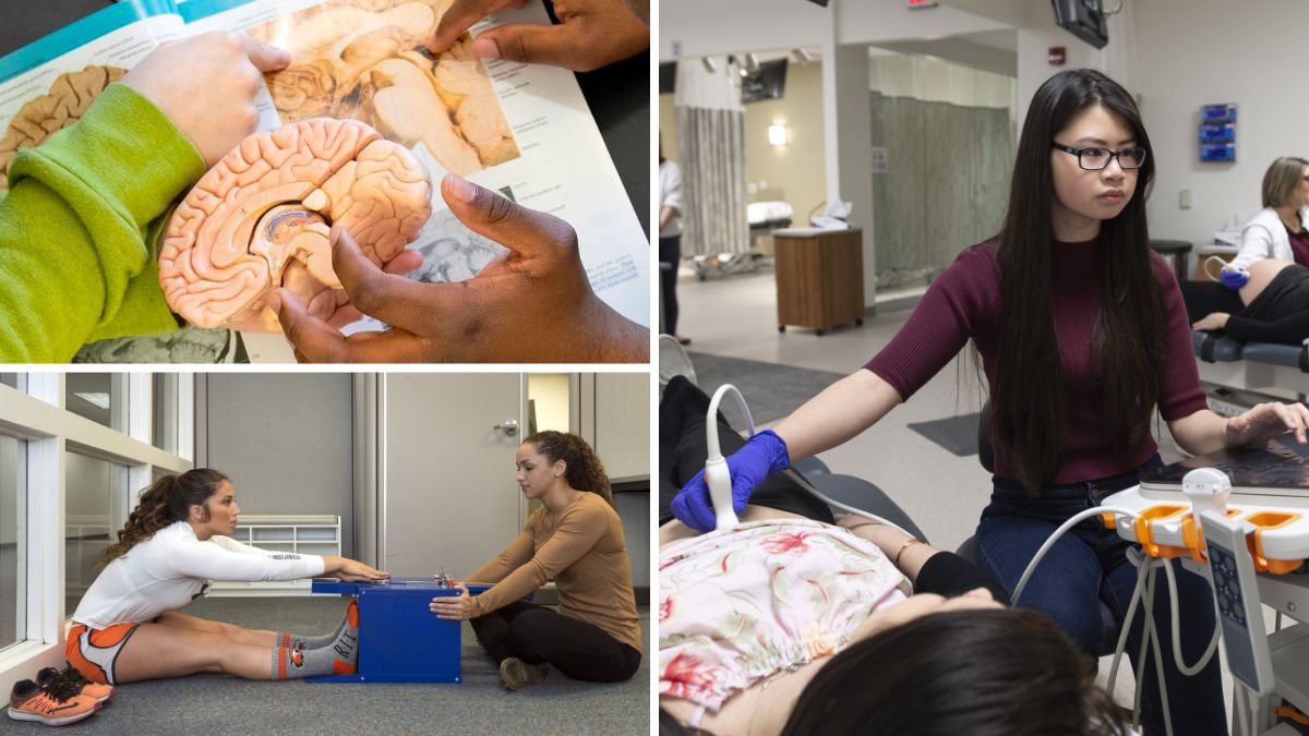 a collage of three images showing a model of a brain, a person performing an ultrasound on a patient, and a person doing a flexibility test.