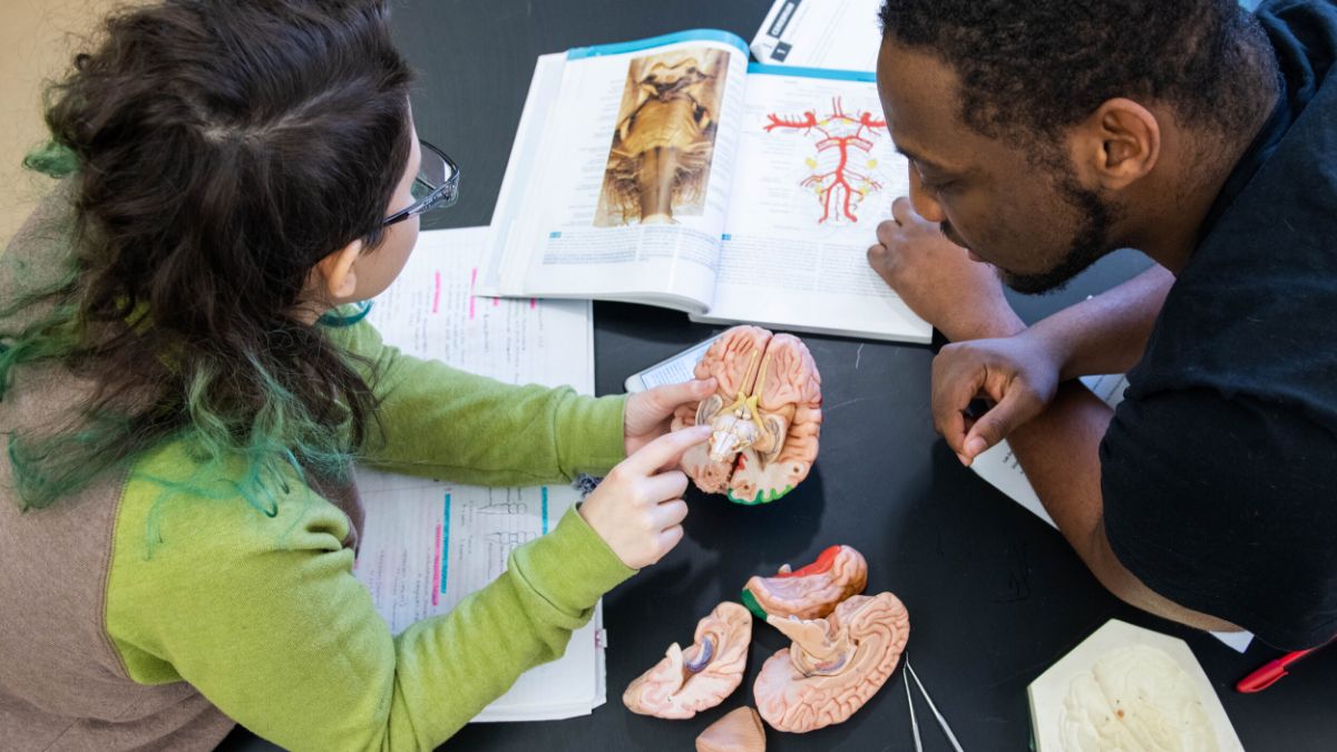 Two students studying a brain model with reference textbooks open on the table.