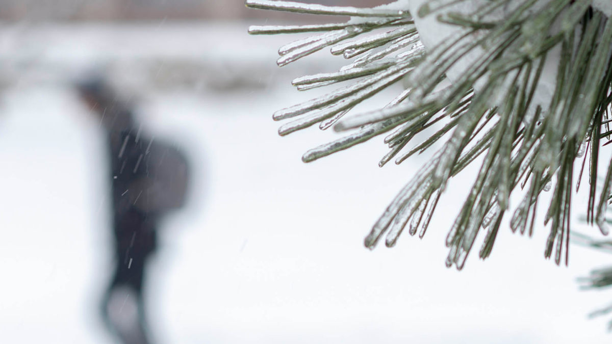 a person walks in snow past a tree branch covered in ice