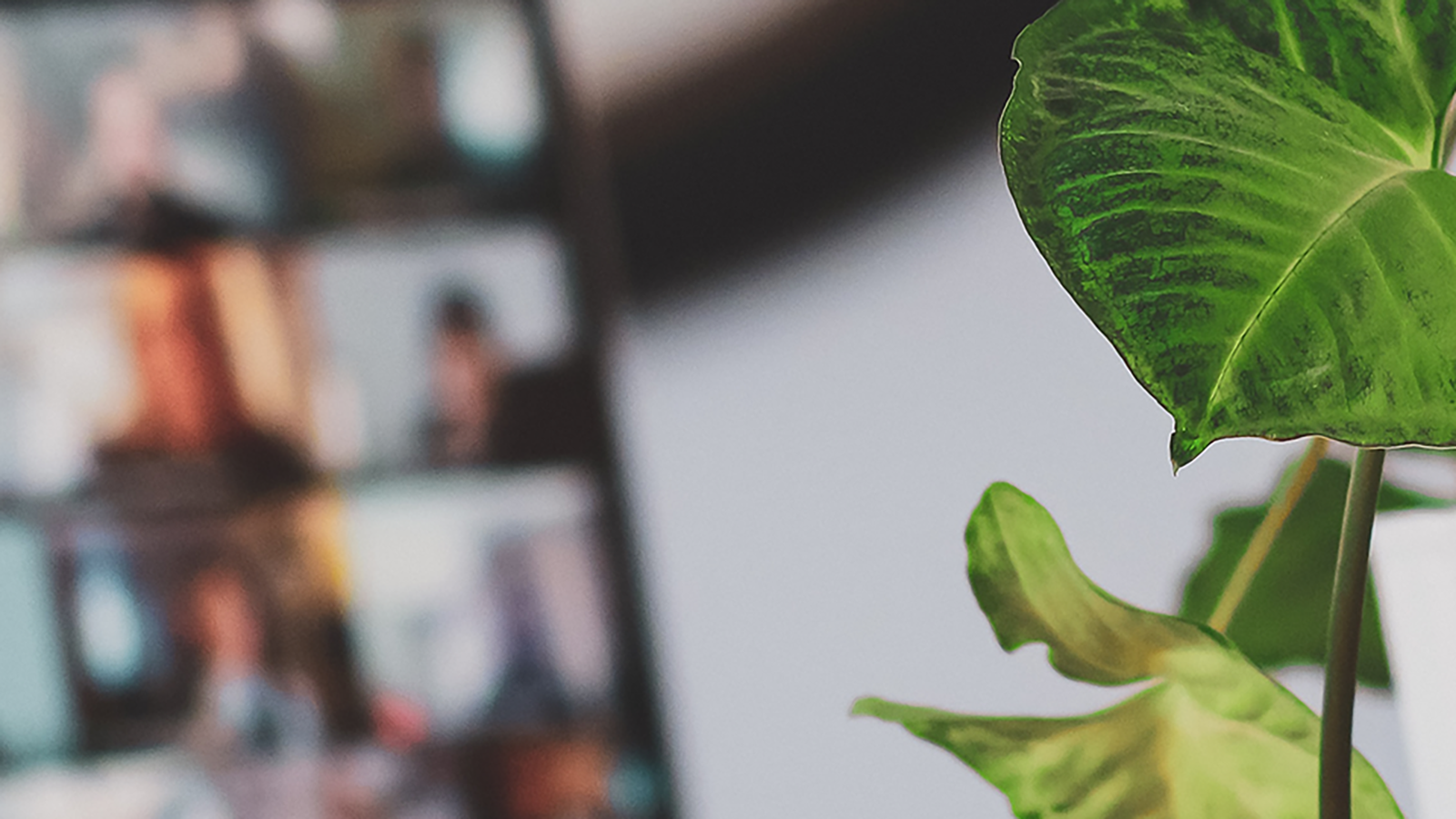 zoom call in the background, and pothos plant leaves in the foreground