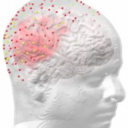 Image of brain seen through transparent head