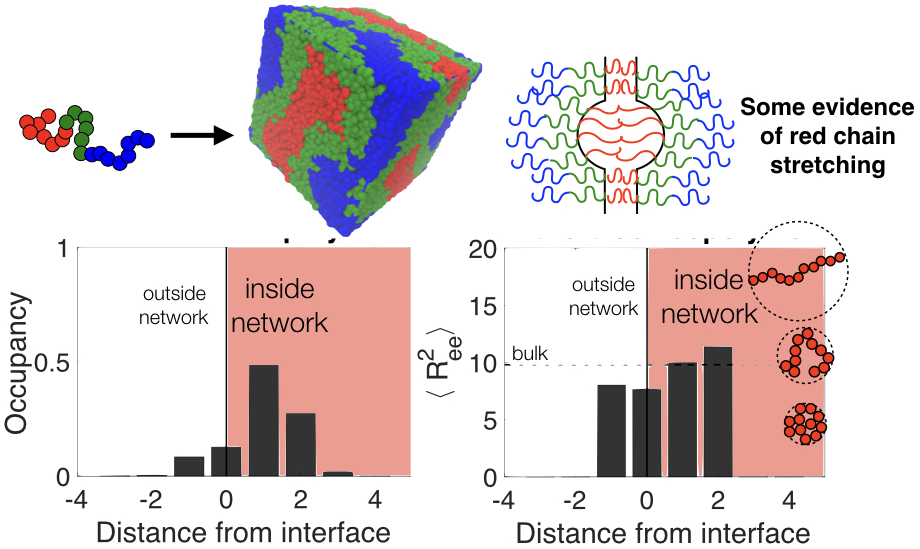 Hypothesis of chain stretching within the bulky junctions (high distance from interface) of the gyroid network with evidence from simulations.
