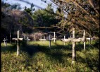 A graveyard with many crosses sticking out of the ground.