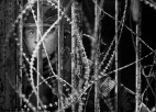 A photo of a person standing behind barbed wire.