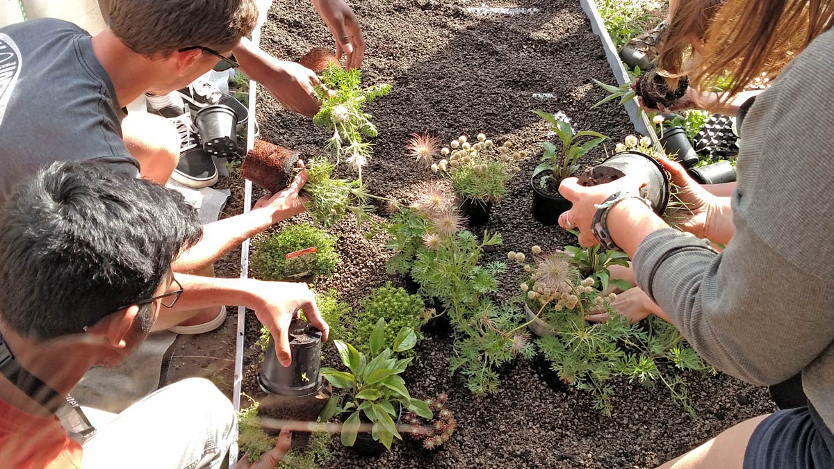 Students planting various plants in a garden.