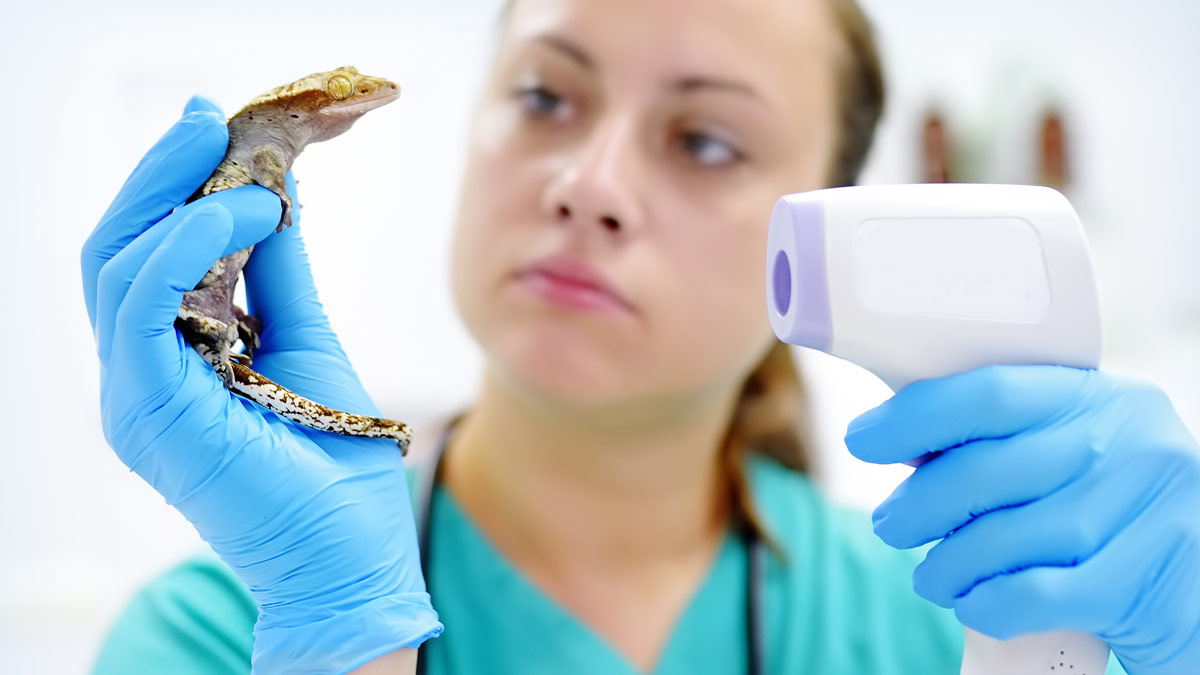 A student holds a small lizard in one hand, and a digital thermometer in the other hand.