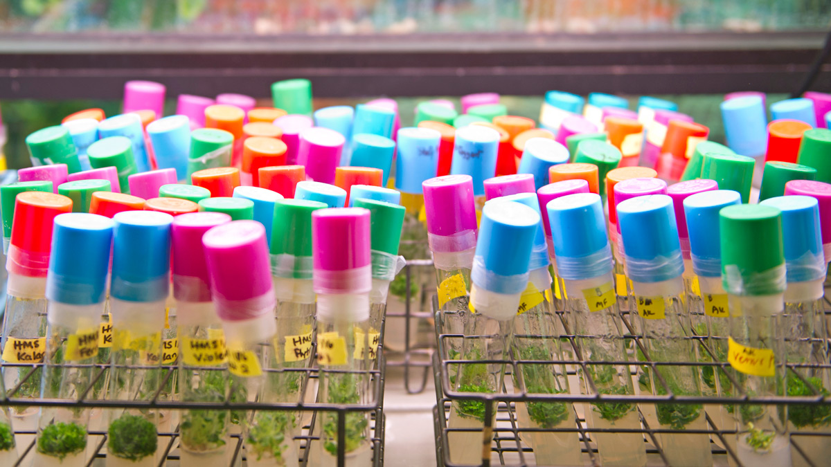 Close up of test tubes with a variety of colored stopper caps.