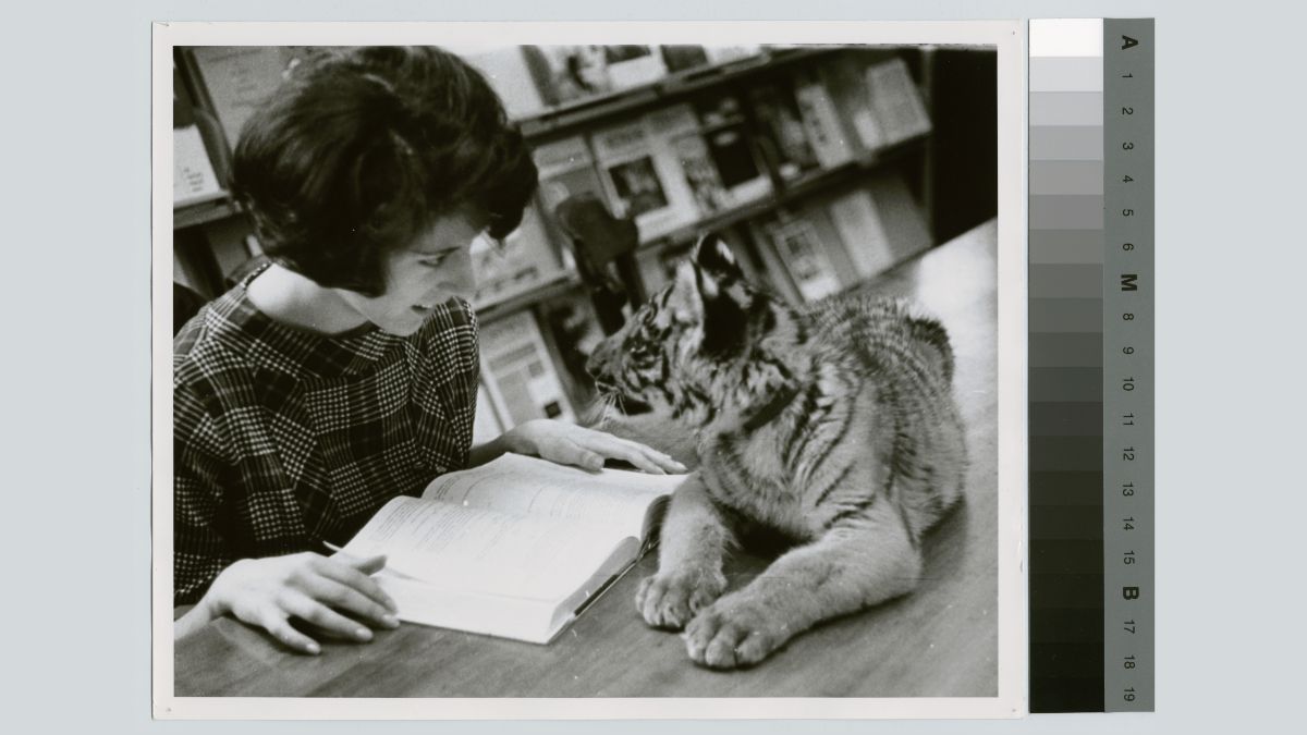 A black-and-white historical photo of a woman sitting at a table in a library with an opened book and a tiger cub looking at her.