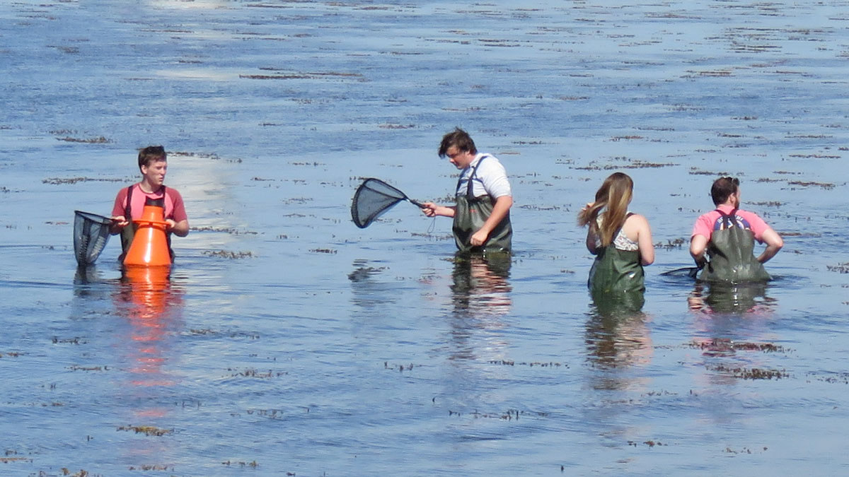 Students with fish nets standing in water.