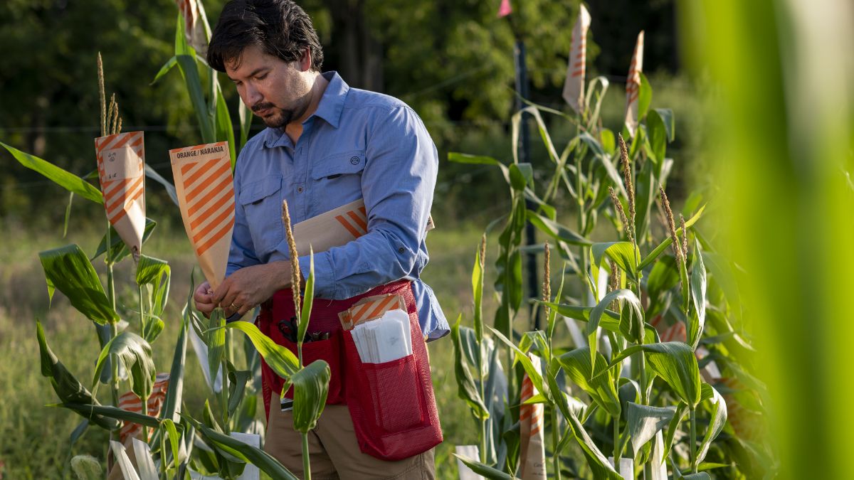 A person places a tagging bag on a stalk of corn.