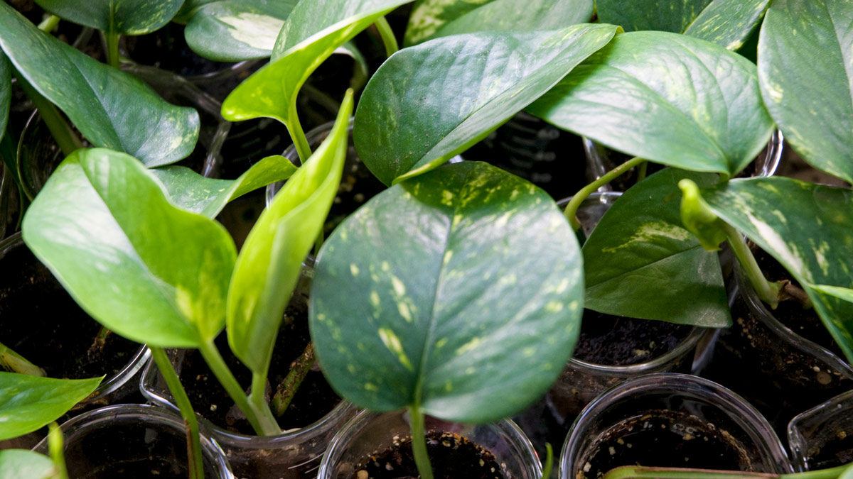 Close up of green leaves.