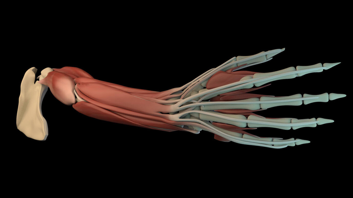 Artist's medical illustration of the bones, muscles, ligaments, and tendons in a human arm.