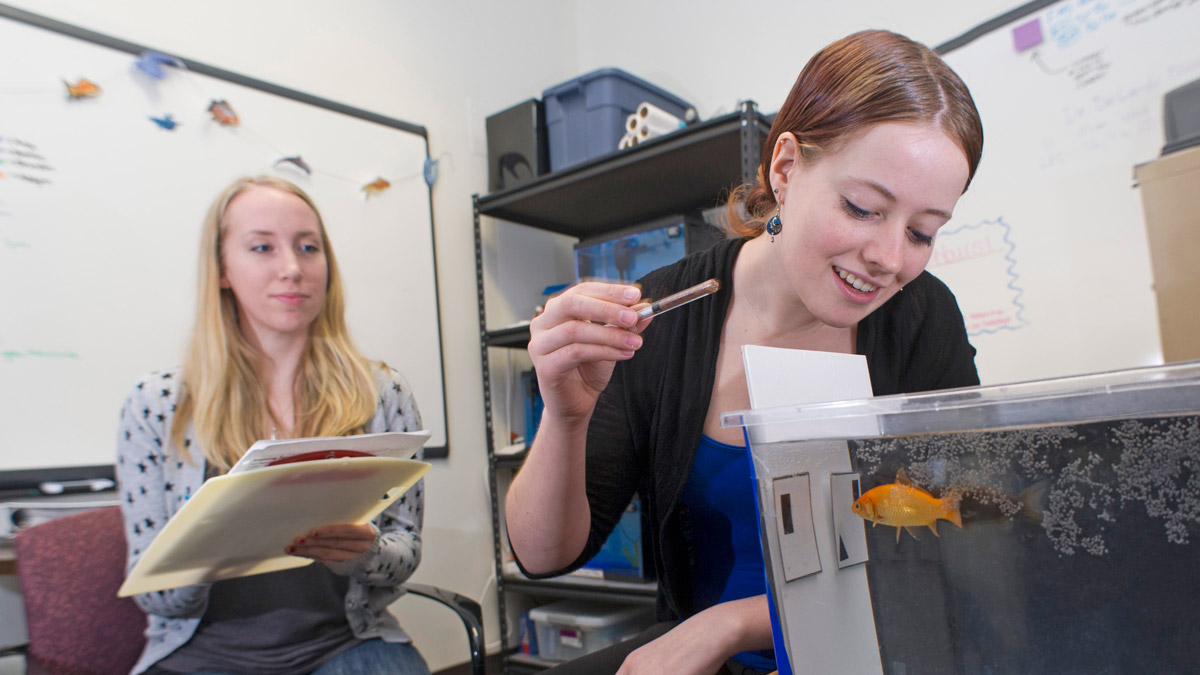 A students look into a fish tank containing a goldfish while another student looks on.