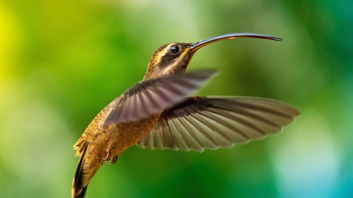 Close-up photo of a hummingbird in flight.