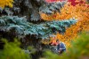 in the distance, a student looks at a book. In the foreground is a pine tree and behind him are colorful trees.