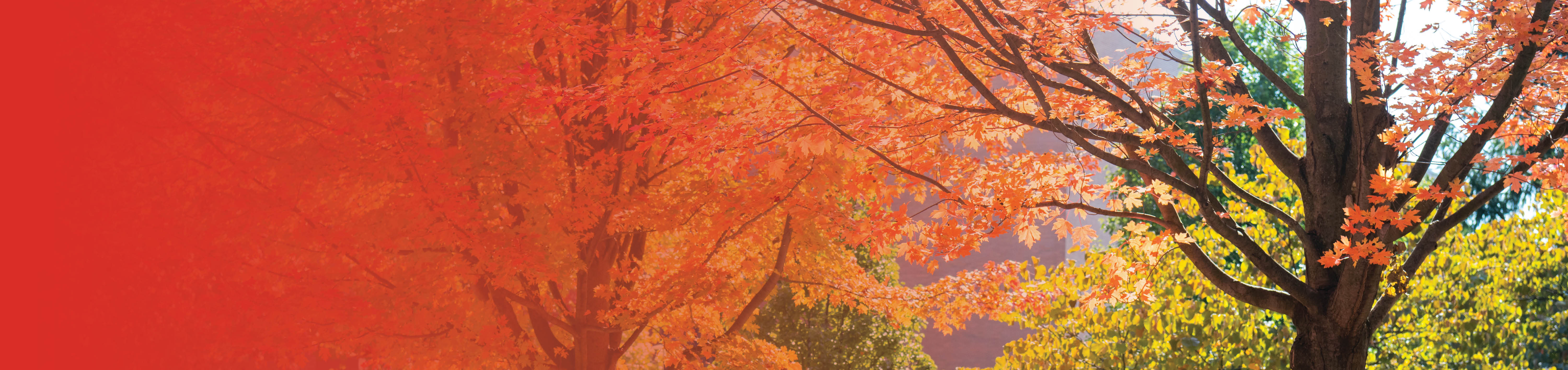 A red gradient appears over a picture of two trees with leaves changing to a beautiful orange color in fall 