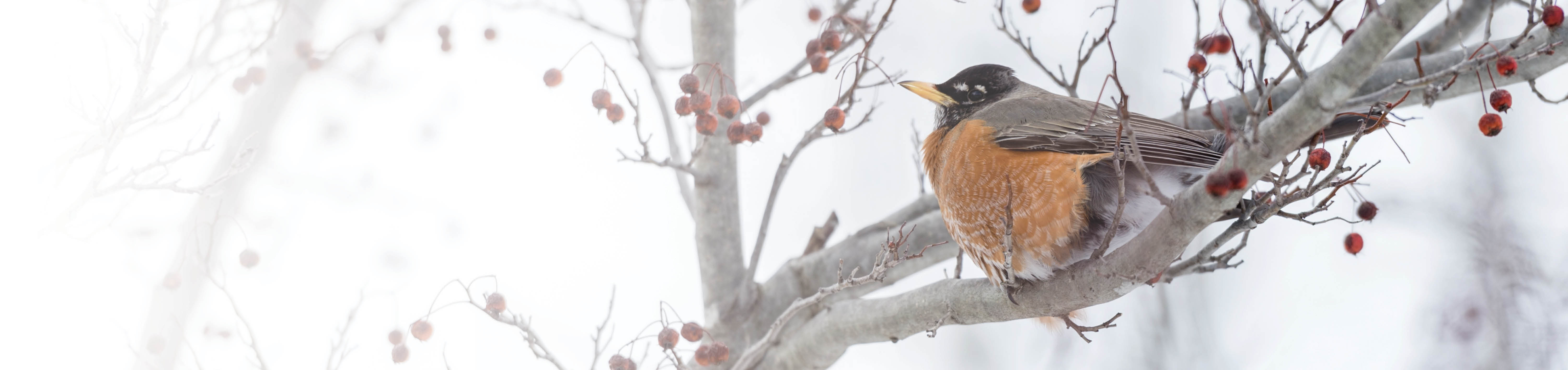 A robin sits atop a bare tree branch in winter. A few berries appear on the branch but all leaves have fallen. 