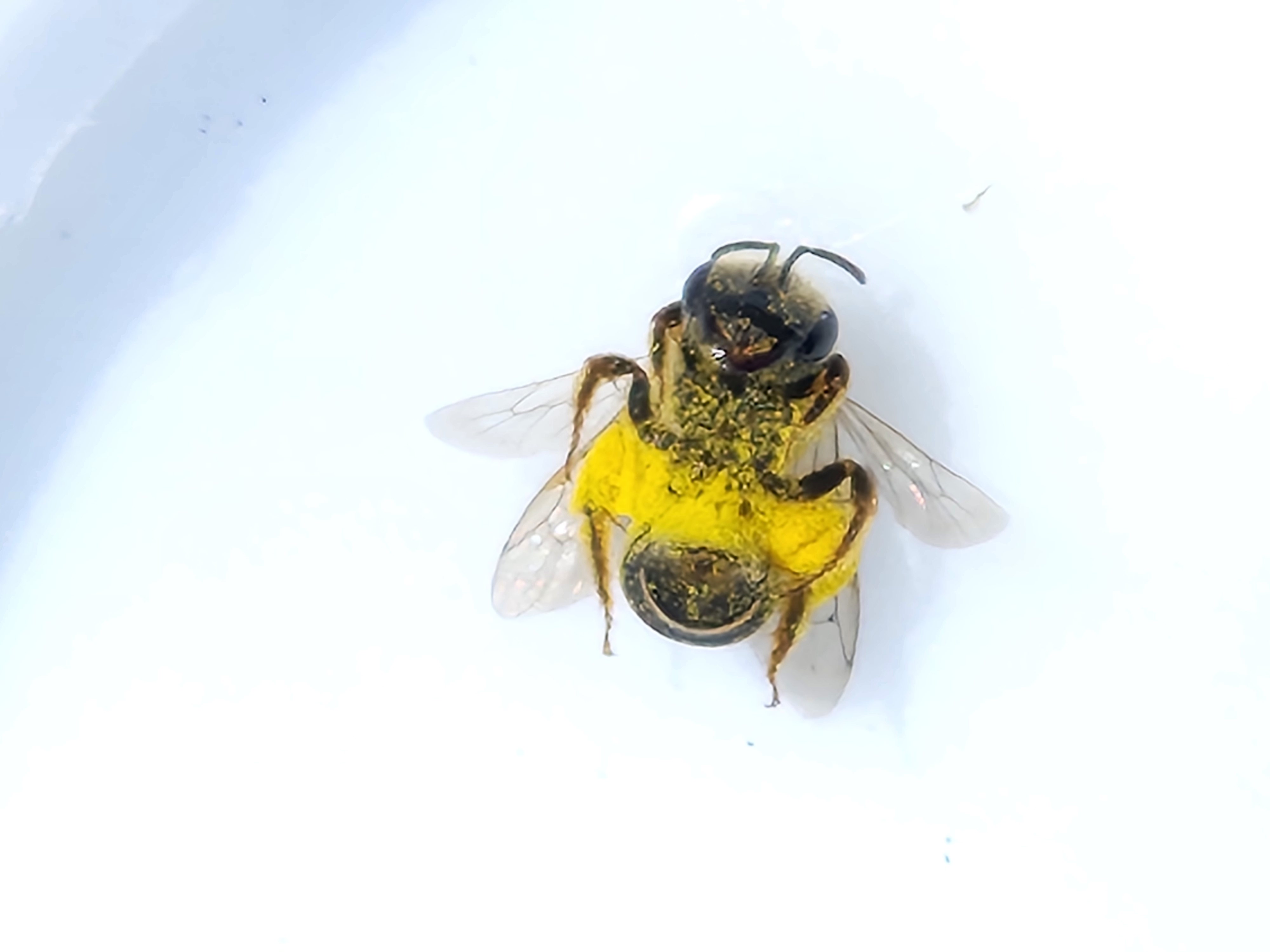 decorative image of a bee caught during fieldwork