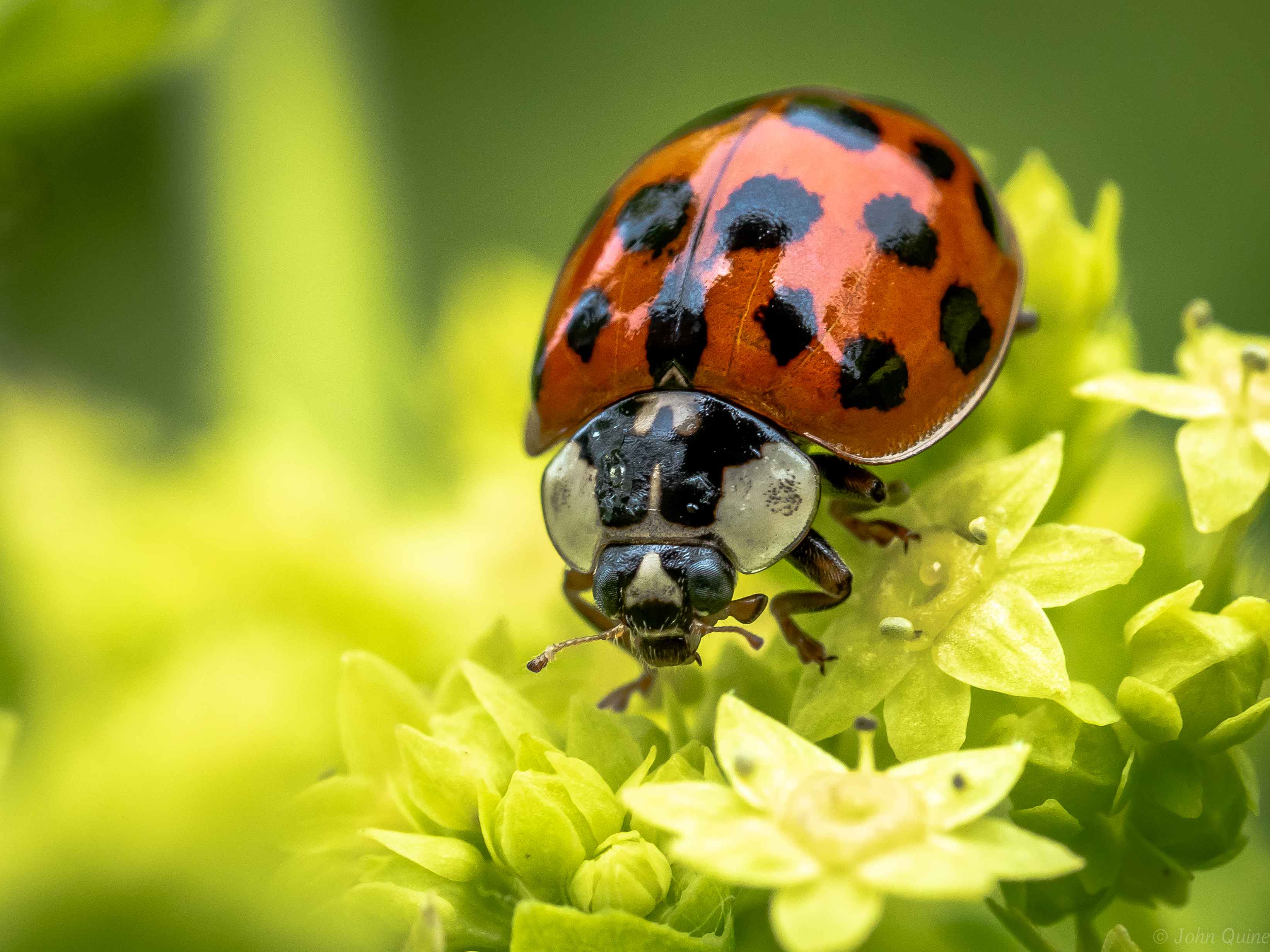 decorative image of a ladybug