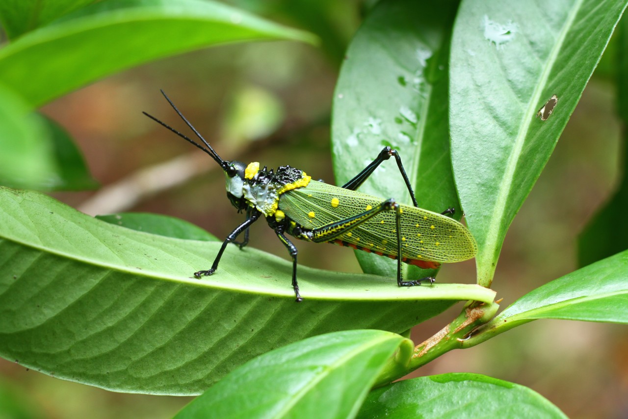 https://commons.wikimedia.org/wiki/File:Insects_from_Biodiversity_Park_Sreekandapuram_IMG_8709.jpg File:Insects from Biodiversity Park Sreekandapuram IMG 8709.jpg from https://commons.wikimedia.org/wiki/File:Insects_from_Biodiversity_Park_Sreekandapuram_IMG_8709.jpg
