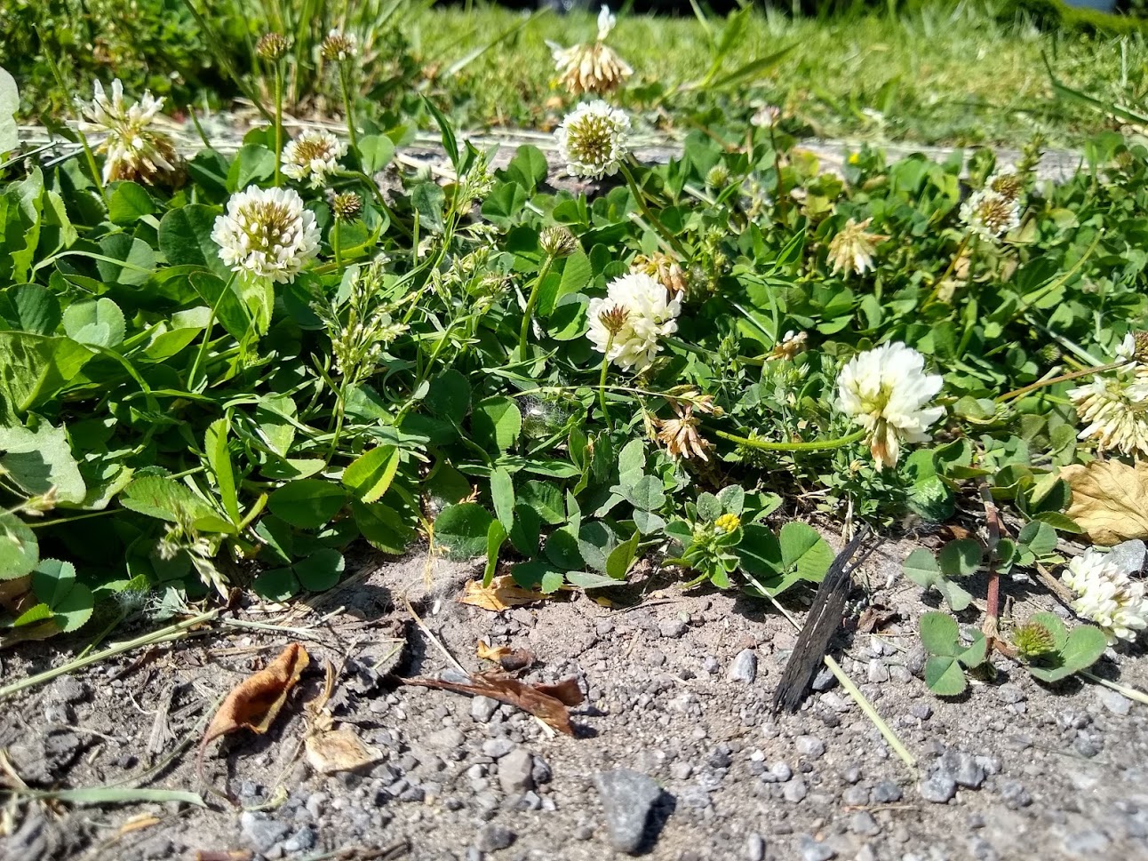decorative image of white clover