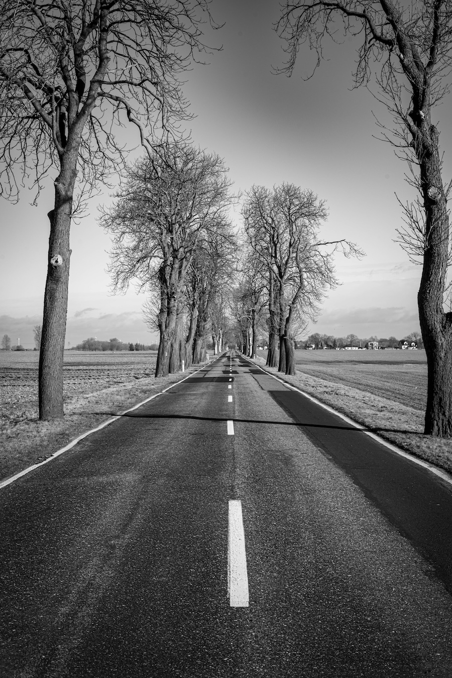 a black and white photograph of a long paved road lined with tall trees on each side.