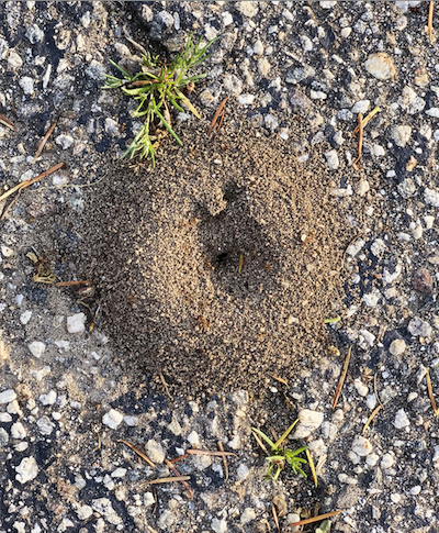 color photograph of an overhead view of an ant hill.